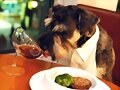 Copas para perros