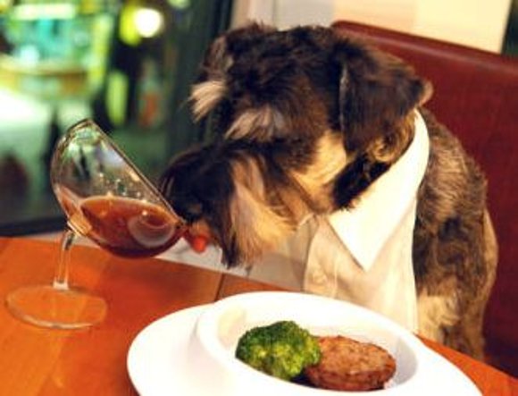 Copas para perros