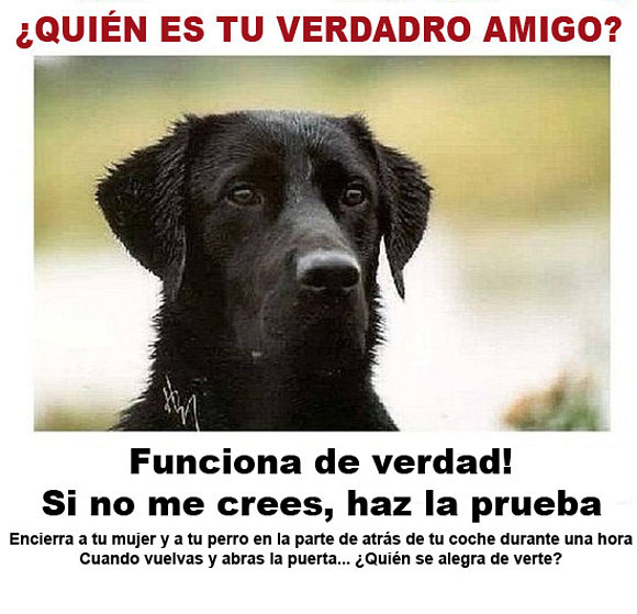 El verdadero amigo del hombre