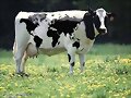 Vaca-mundi