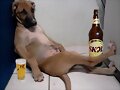 Se regala perro