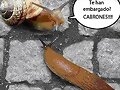 Embargo