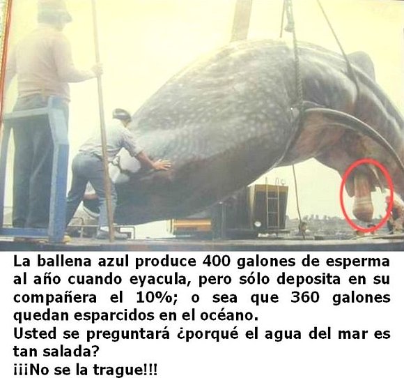 Ballena