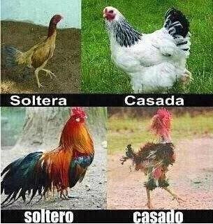 Comparaciones