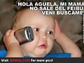 Mas feibu