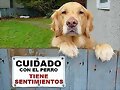 Perro y sus sentimientos