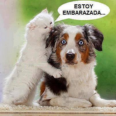 embarazada