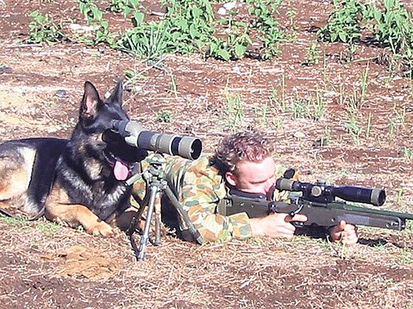 Perro vigilante