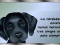 Amistad es