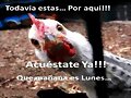 domingo no