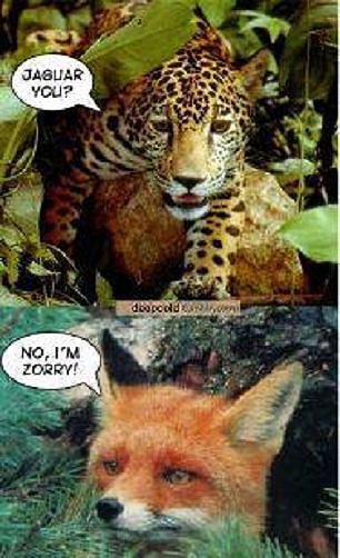 jaguar you