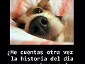 me adoptas