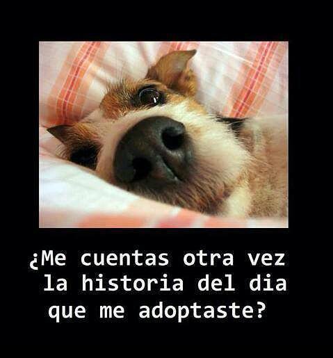 me adoptas