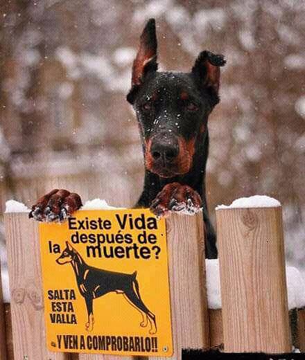 avisa
