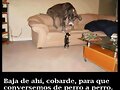 de perro a perro