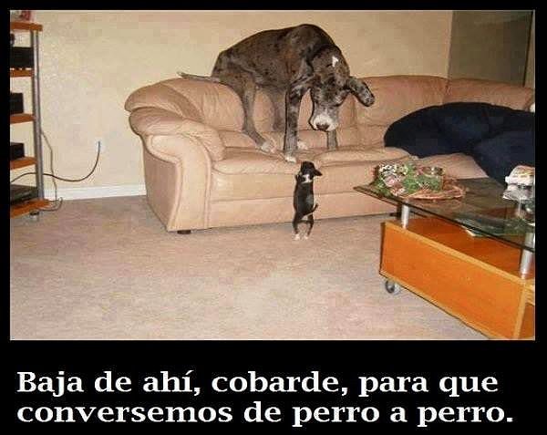 de perro a perro