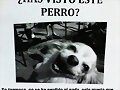 lo viste