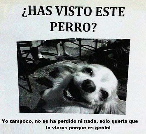 lo viste