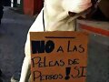 no a peleas