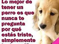 pregunta