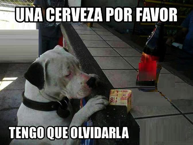 una cerveza