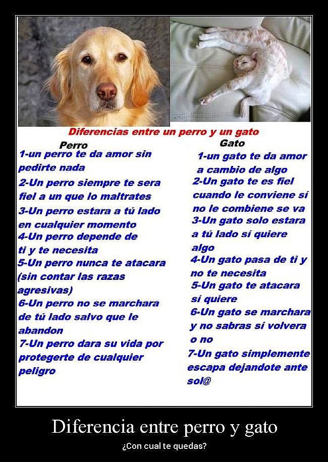 Adoptar un perro