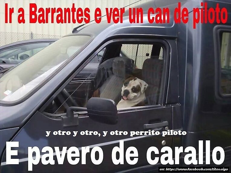 Perro piloto