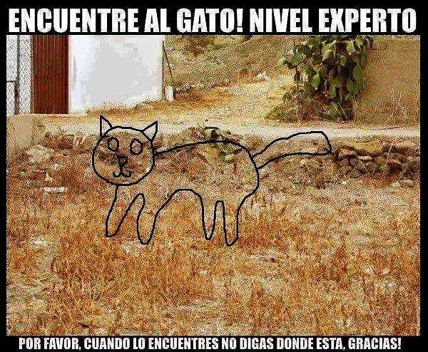 encuentra el gato
