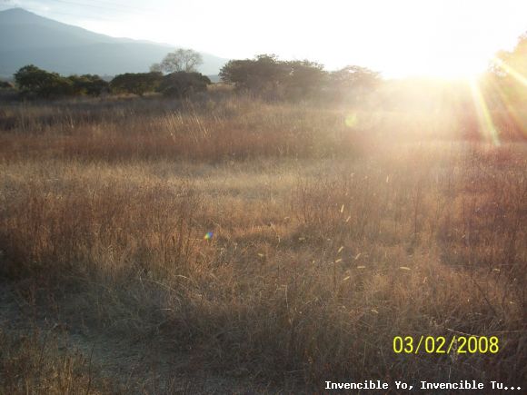 Campo