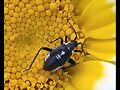 Insecto