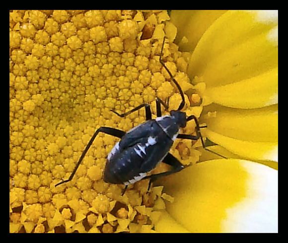 Insecto
