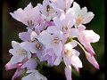 Flor, En es Port Verd, Mallorca