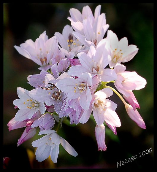 Flor, En es Port Verd, Mallorca