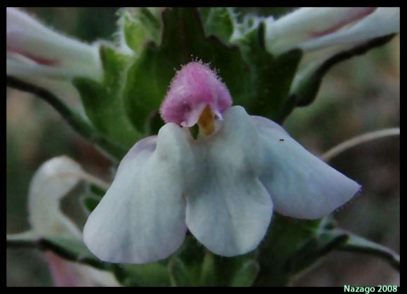 Flor Macro