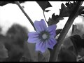 Foto tratada con Paint Shop Pro