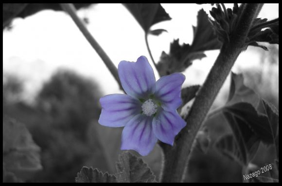 Foto tratada con Paint Shop Pro