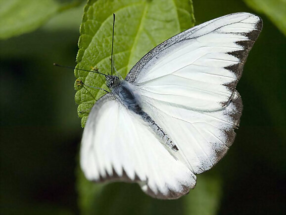 Mariposa blanca