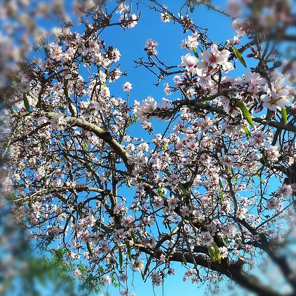 Almendros en flor