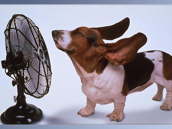 Contra el calor, ventilador