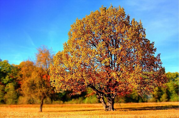 Esperando otoño