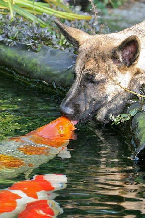 Amor imposible
