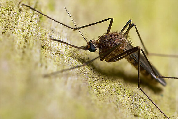 El león y el mosquito luchador