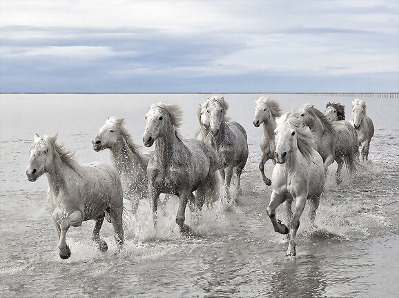 Caballos salvajes