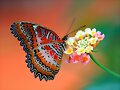 Mariposa del aire