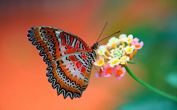 Mariposa del aire