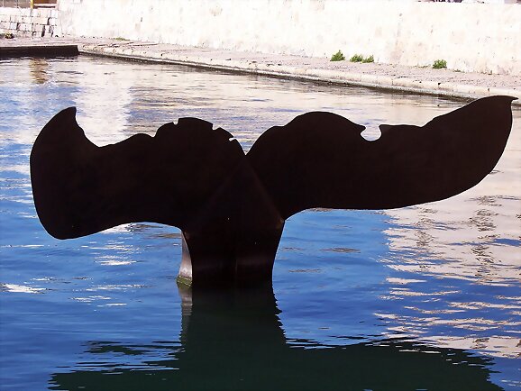 Como una ballena