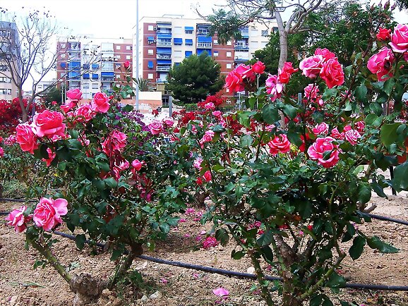 Veranillo de las rosas y el ruiseñor