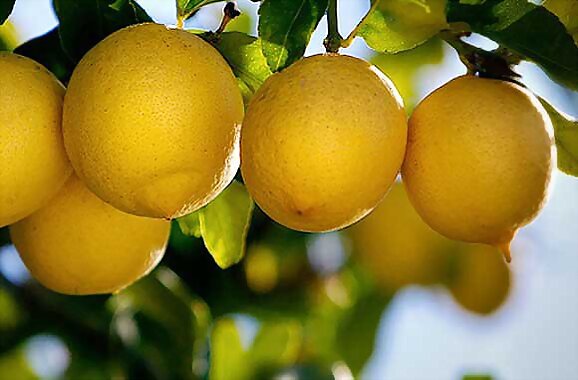 Limón de oro.