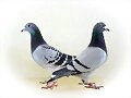 Oda a unas palomas