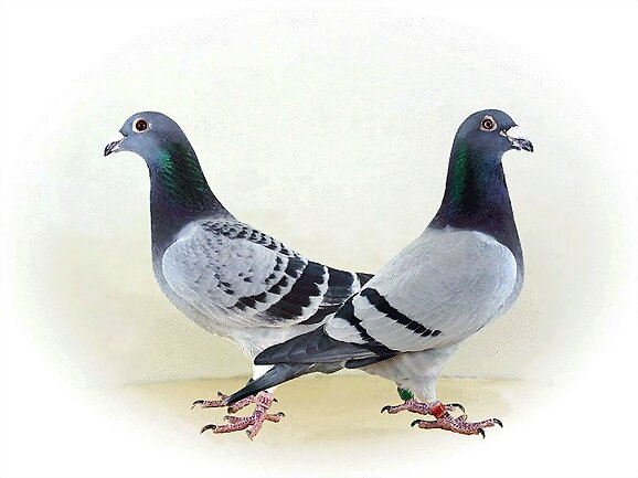 Oda a unas palomas